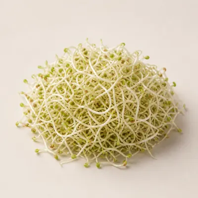 Illustration of raw alfalfa sprouts