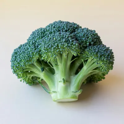 Illustration of Broccoli, Raw