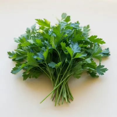 Illustration of Parsley, Fresh