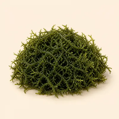 Illustration of Seaweed, Irishmoss, Raw