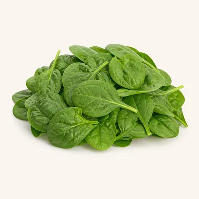 Illustration of Spinach, Raw