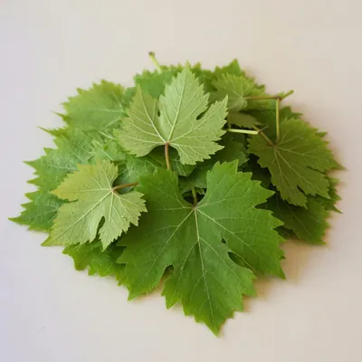 Illustration of Grape leaves, Raw