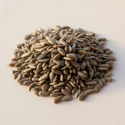 Illustration of Seeds, Sunflower seed kernels, Dry roasted
