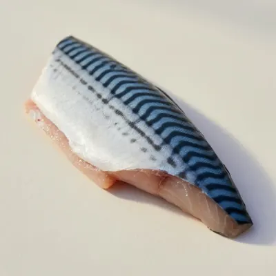 Illustration of Mackerel, Atlantic