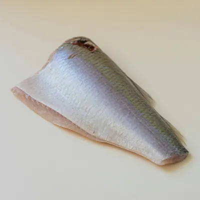 Illustration of Shad, American