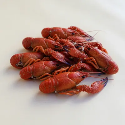 Illustration of Crayfish, Wild, Cooked, Moist heat
