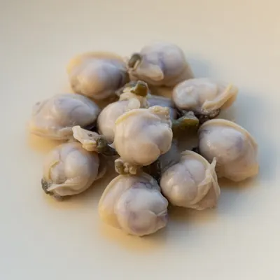 Illustration of Clam