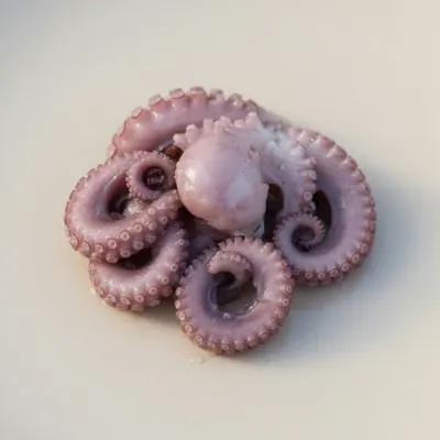 Illustration of Octopus, Common, Cooked, Moist heat